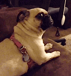 youserious.gif.ff4da169880895b8c031bc88a55c28a5.gif
