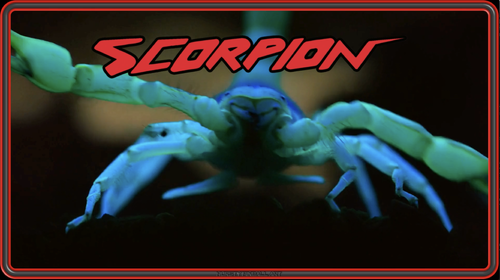 More information about "Scorpion (Williams 1980) (Hursty Toppers)"